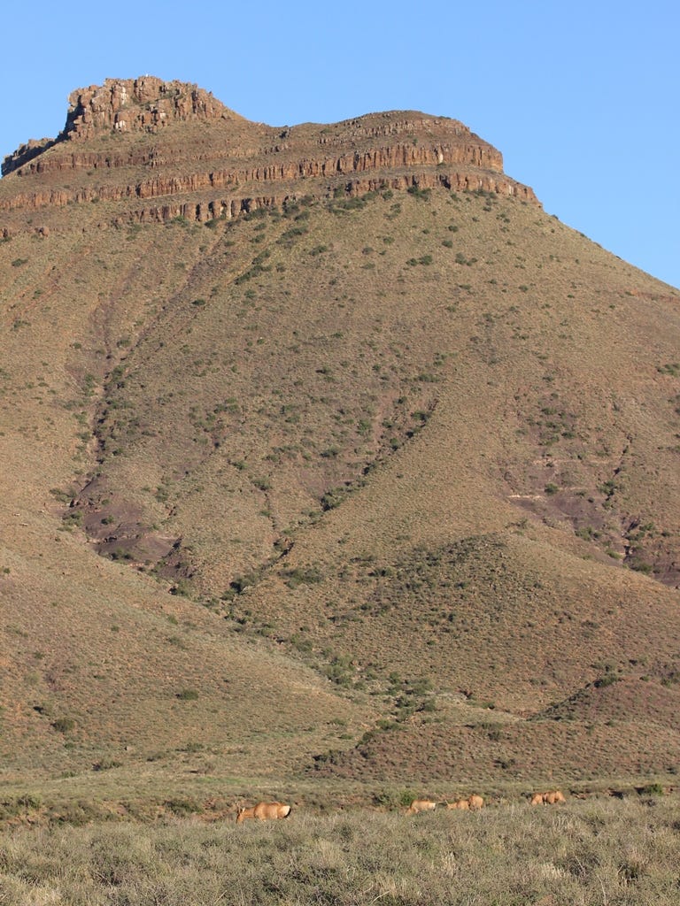 Red hartebeest and mountain Red hartebeest and mountain