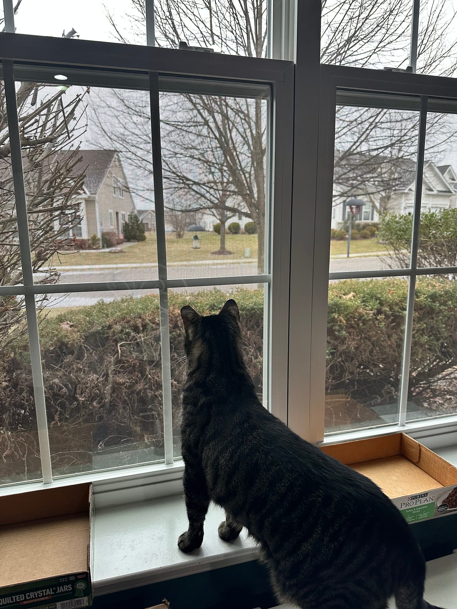 tabby cat standing erect by a window