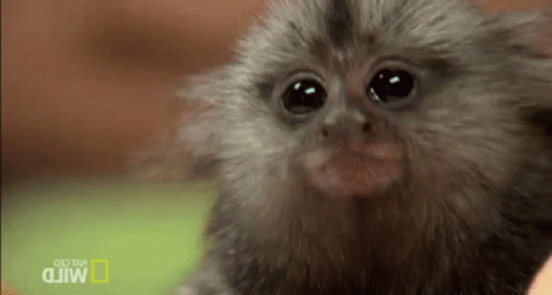 Cute Monkey GIFs | Tenor