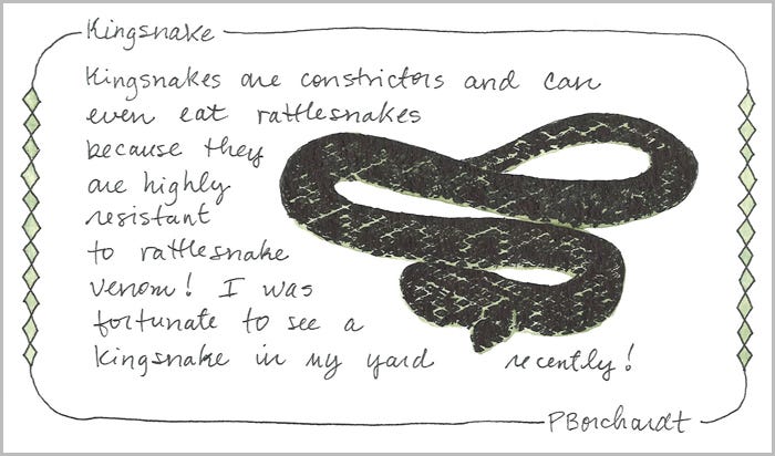 Kingsnake