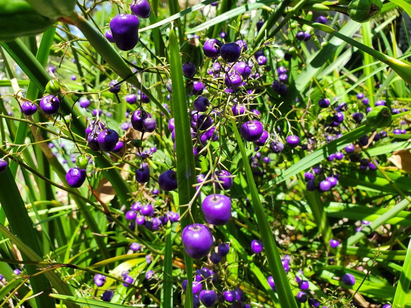 Dianella brevicaulis [fruit cluster - Newington] 20221208_105010 sml.jpg