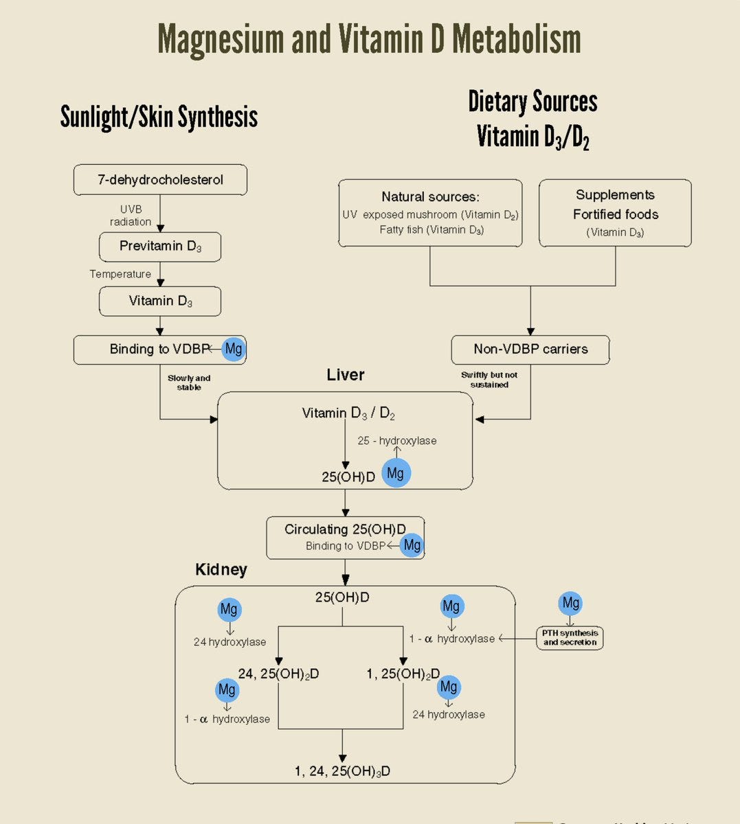How Magnesium and Vitamin D Work Together To Absorb Calcium and Make ...