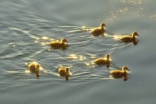 This may contain: five ducks swimming in the water together on a sunny day with sunlight reflecting off their backs
