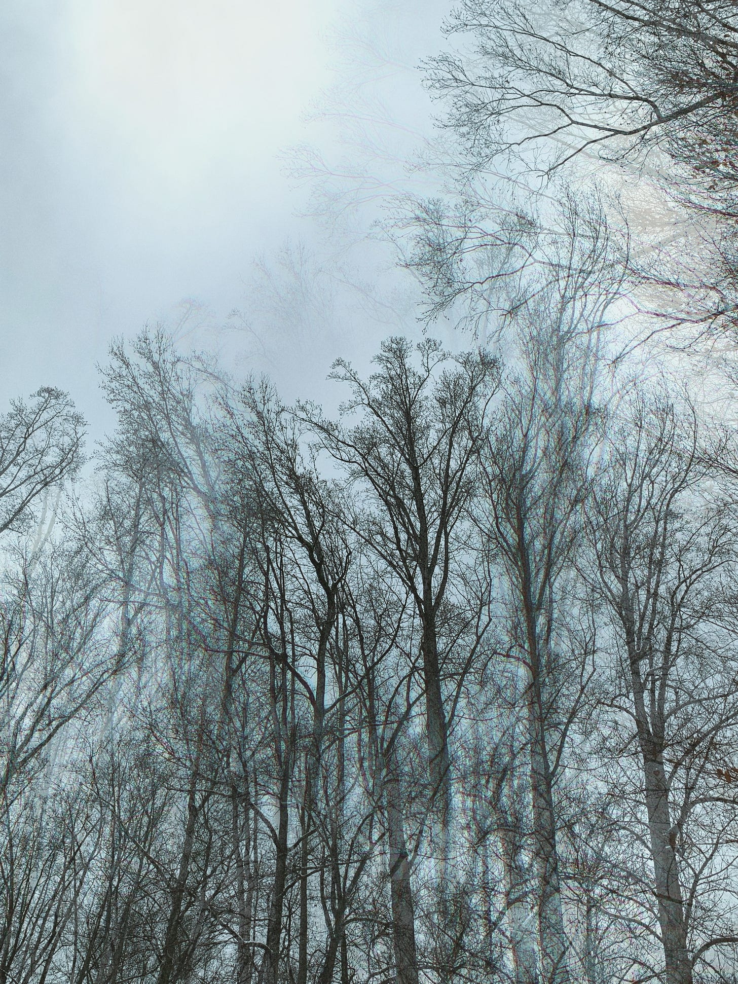 A photo aimed up toward the sky with almost-completely bare trees towering large. It has just snowed. The sky is gray and light blue, and the photo is edited to have a kaleidoscope effect.