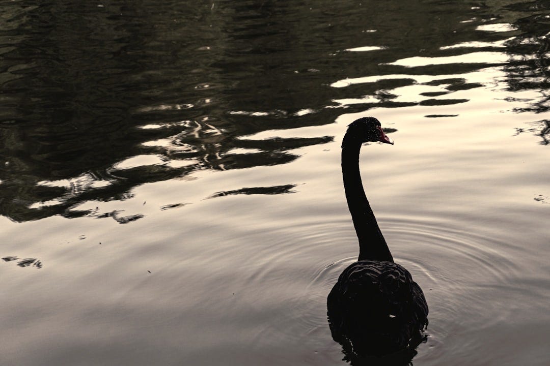 a black swan floating on top of a body of water