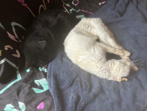 Nine images of Snow, a flame-point Siamese cat, resting in various cozy spots throughout her final year. Her expressions shift from serene to curious, capturing her enduring spirit and gentle presence.