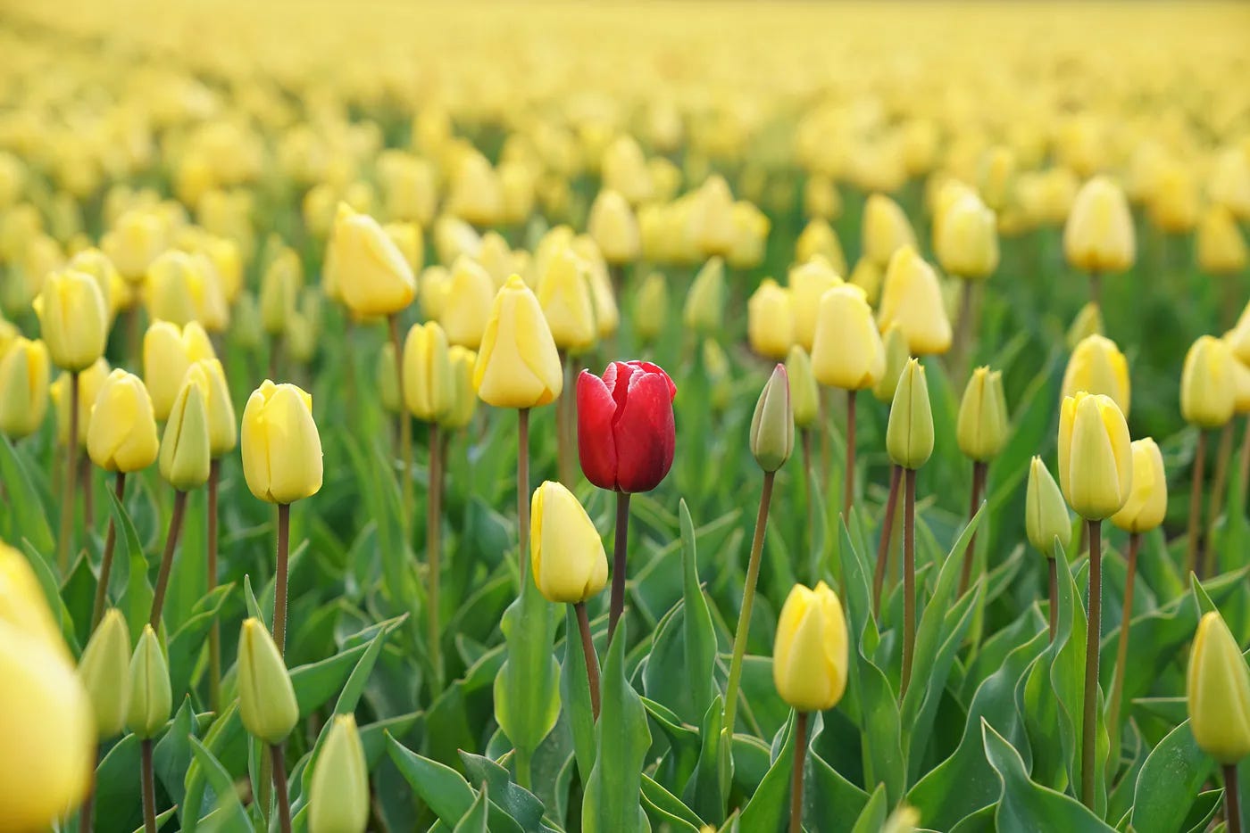 A red tulip in a field with yellow tulips A red tulip in a field with yellow tulips