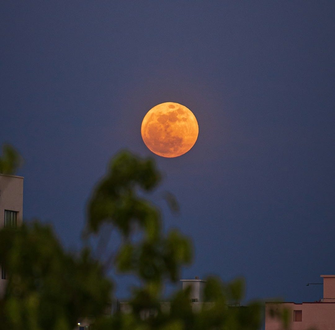 full moon over green trees full moon over green trees