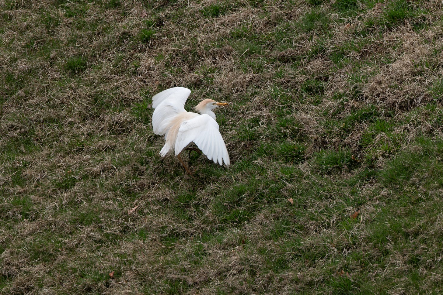 a cattle egret standing on a grassy lawn with its wings open