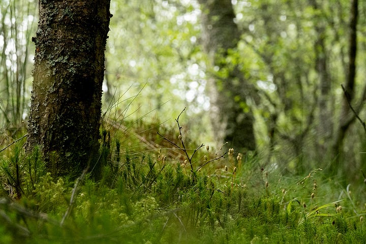 Green fills every corner of the woods in June: soft rush, mosses, sedge and rowan seedlings