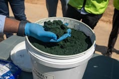 A bucket full of black dusty sand with a blue latex gloved hand lifting out a handful - this is cobalt A bucket full of black dusty sand with a blue latex gloved hand lifting out a handful - this is cobalt