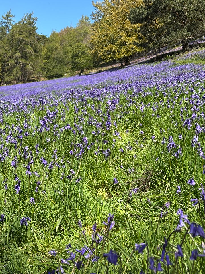 Lavender on the Malvern Hills
