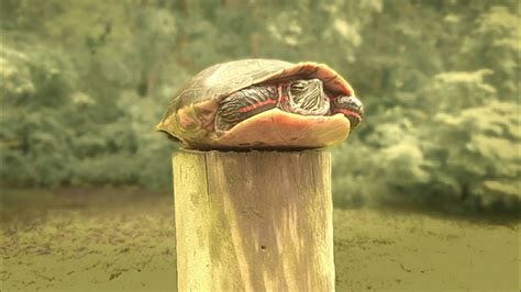 POST TURTLE - YouTube
