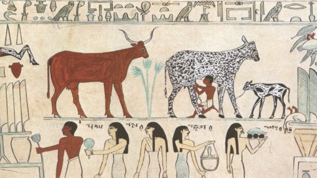 A Short History of Cows Part I A Short History of Cows Part I