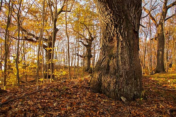Wolf Trees: Elders of the Eastern Forest - American Forests Wolf Trees: Elders of the Eastern Forest - American Forests