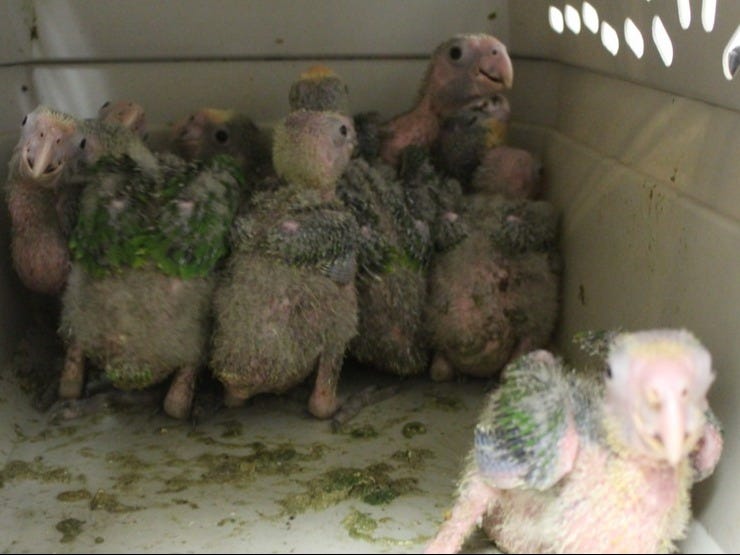 Smuggled Yellow-Headed Baby Parrots seized in Hidalgo, Texas Smuggled Yellow-Headed Baby Parrots seized in Hidalgo, Texas
