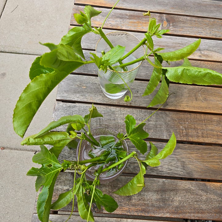 Cozy Dora, and passionflower vine cuttings.