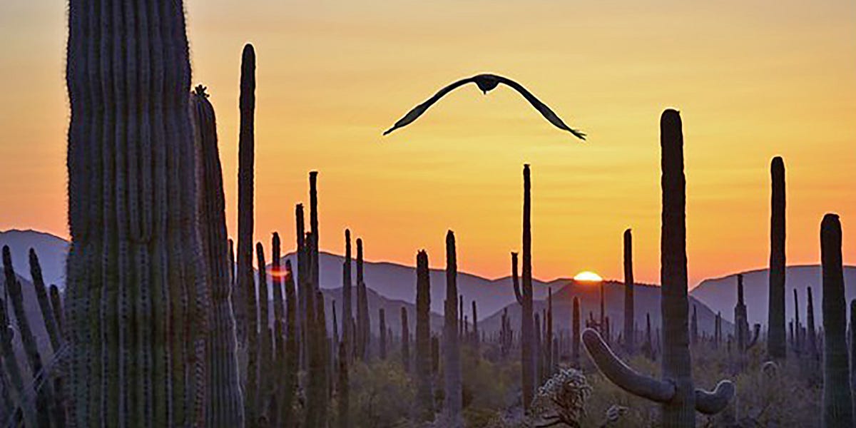 wessiler.substack.com