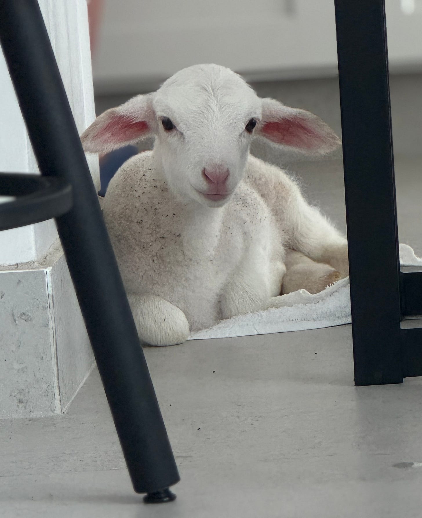 Woolley Lamb under my chair