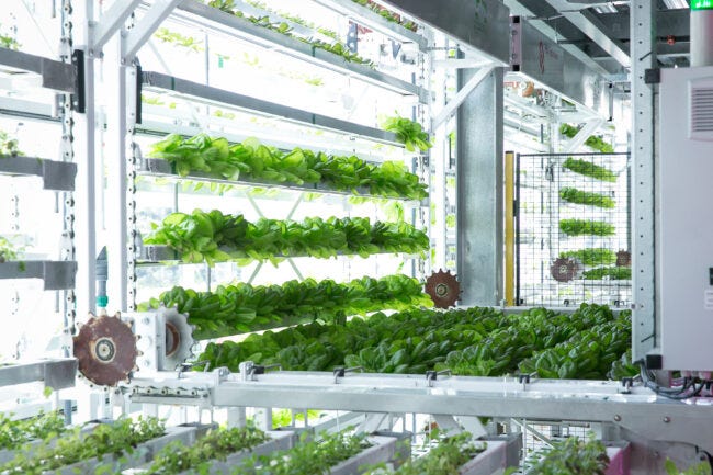 In a hydroponic facility, lettuces are grown in rows of that line the walls of a big factory building. In a hydroponic facility, lettuces are grown in rows of that line the walls of a big factory building.
