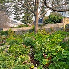 Get your garden started | part 3: fix your soil