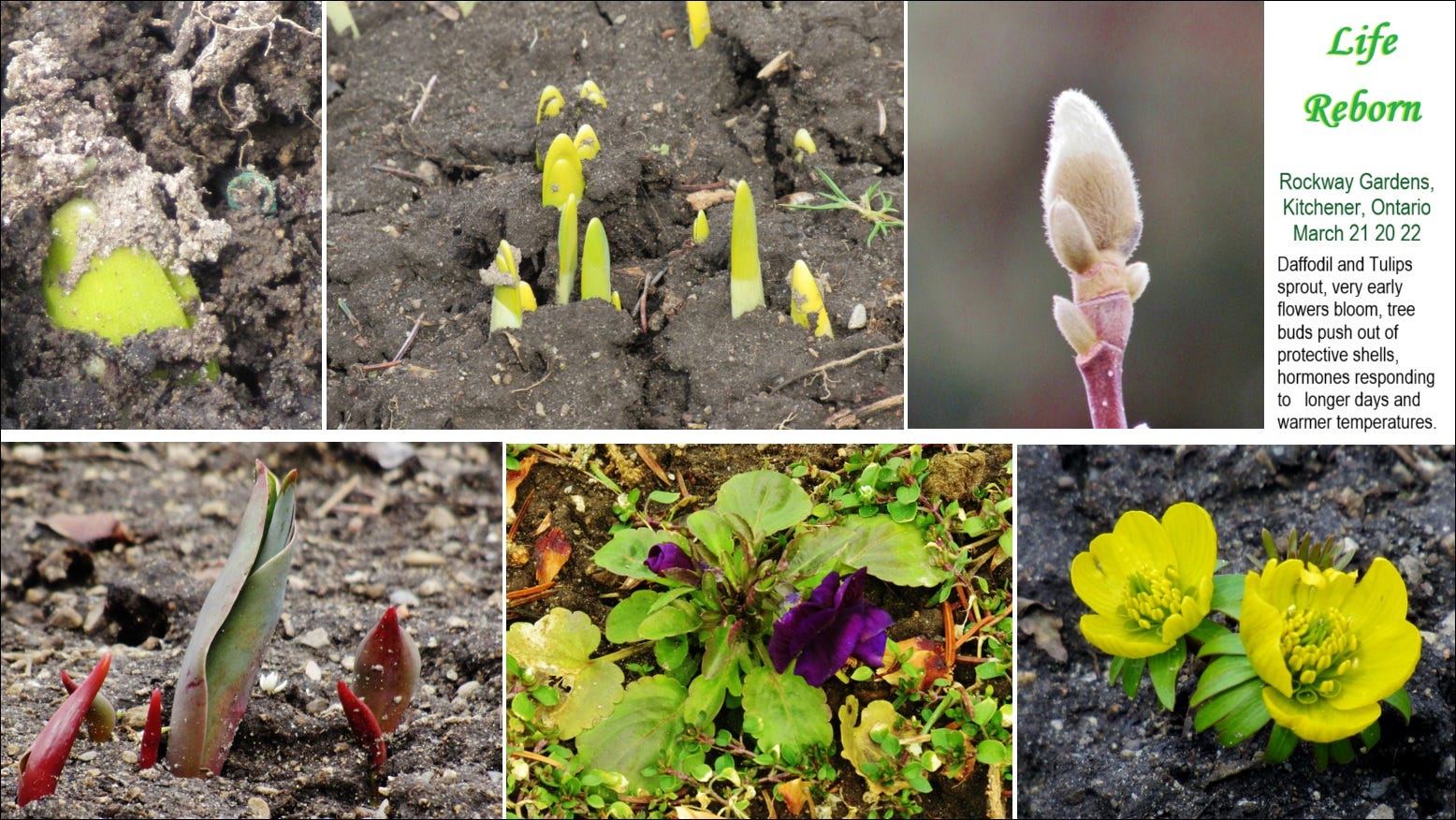The Thrill & Excitement of a Four-Season Climate