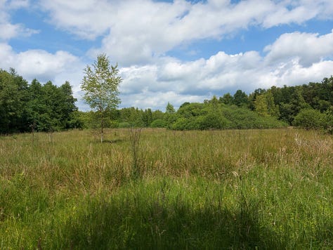 Forest and moorland pictures