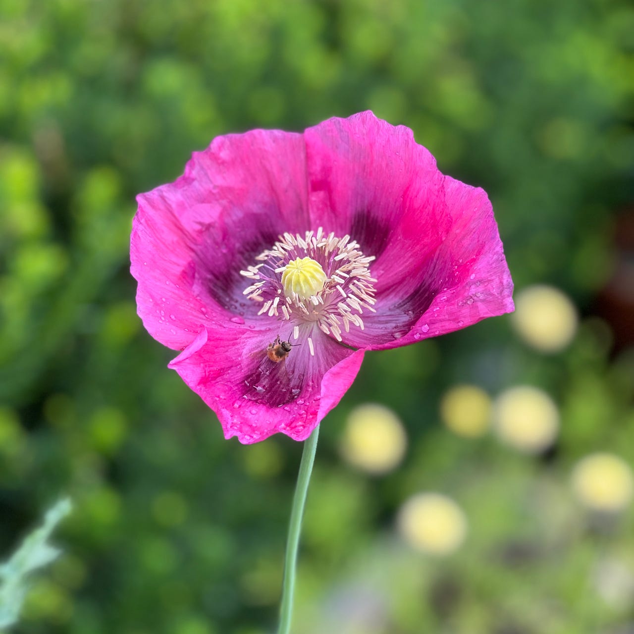 Silver Linings by Pom Shillingford