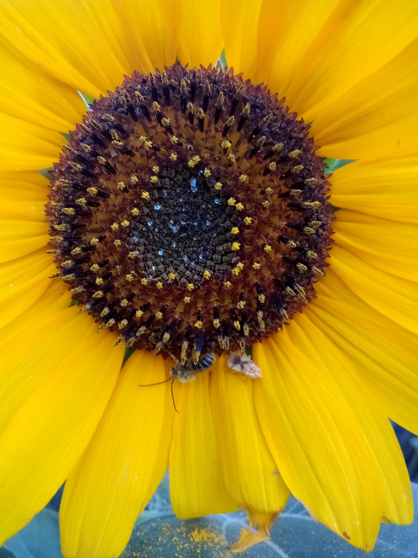 Bee on sunflower