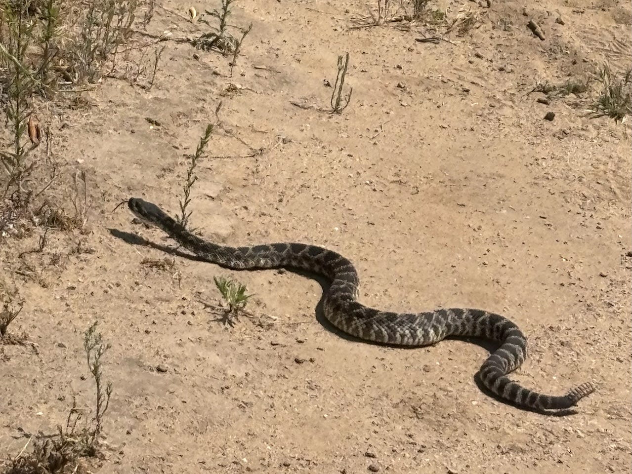 rattlesnake on ground at park