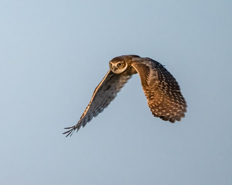 20250811-BurrowingOwl-145-Edit.jpg
