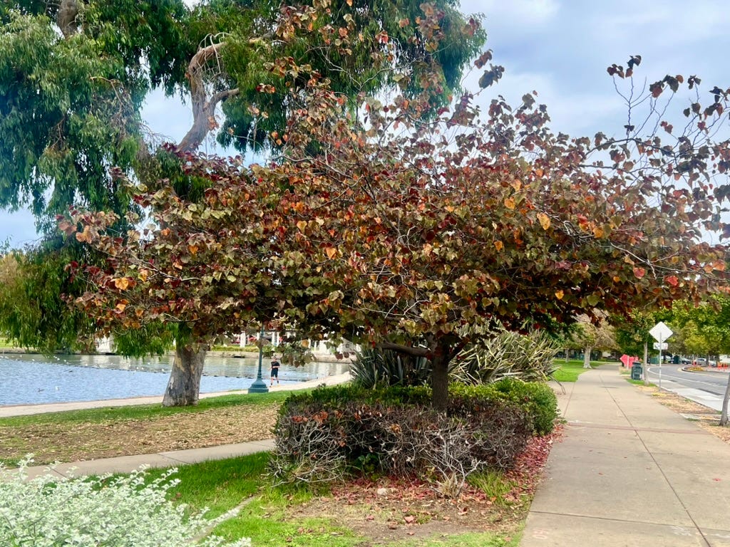 An image of a Redbud tree located on the perimeter of Lake Merritt, with leaves that are turning shades of red, gold, and brown. There are fallen leaves that have accumulated at the roots.