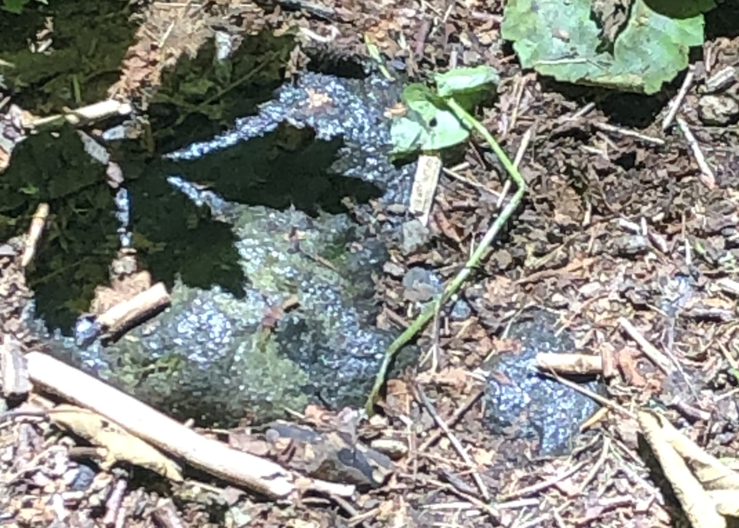 Close up of gray rocks spotted white, surrounded by sticks and needles, a few leaves, and the shadow of leaves.