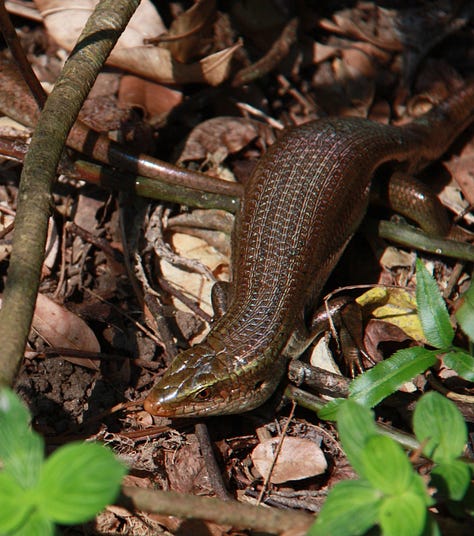From left, two turtles in identical poses on a log, large skink in the undergrowth, a black butterfly with pale blue spots of various size and a moth with a red and black striped body and orange and black wings shaped more like wasp than moth wings