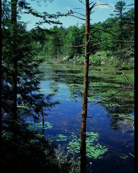 The pond. Photo: Alex Crowder