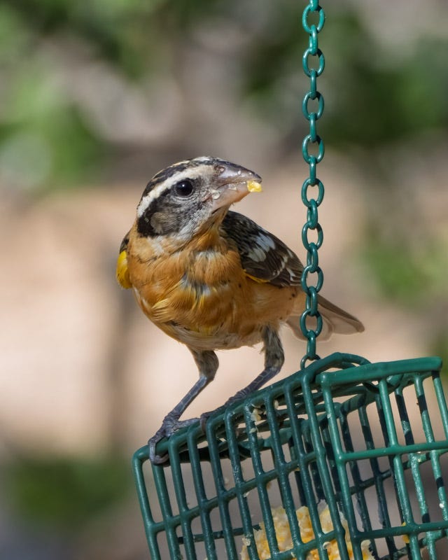 20250830-mby-17-Edit.jpg 20250830-mby-17-Edit.jpg