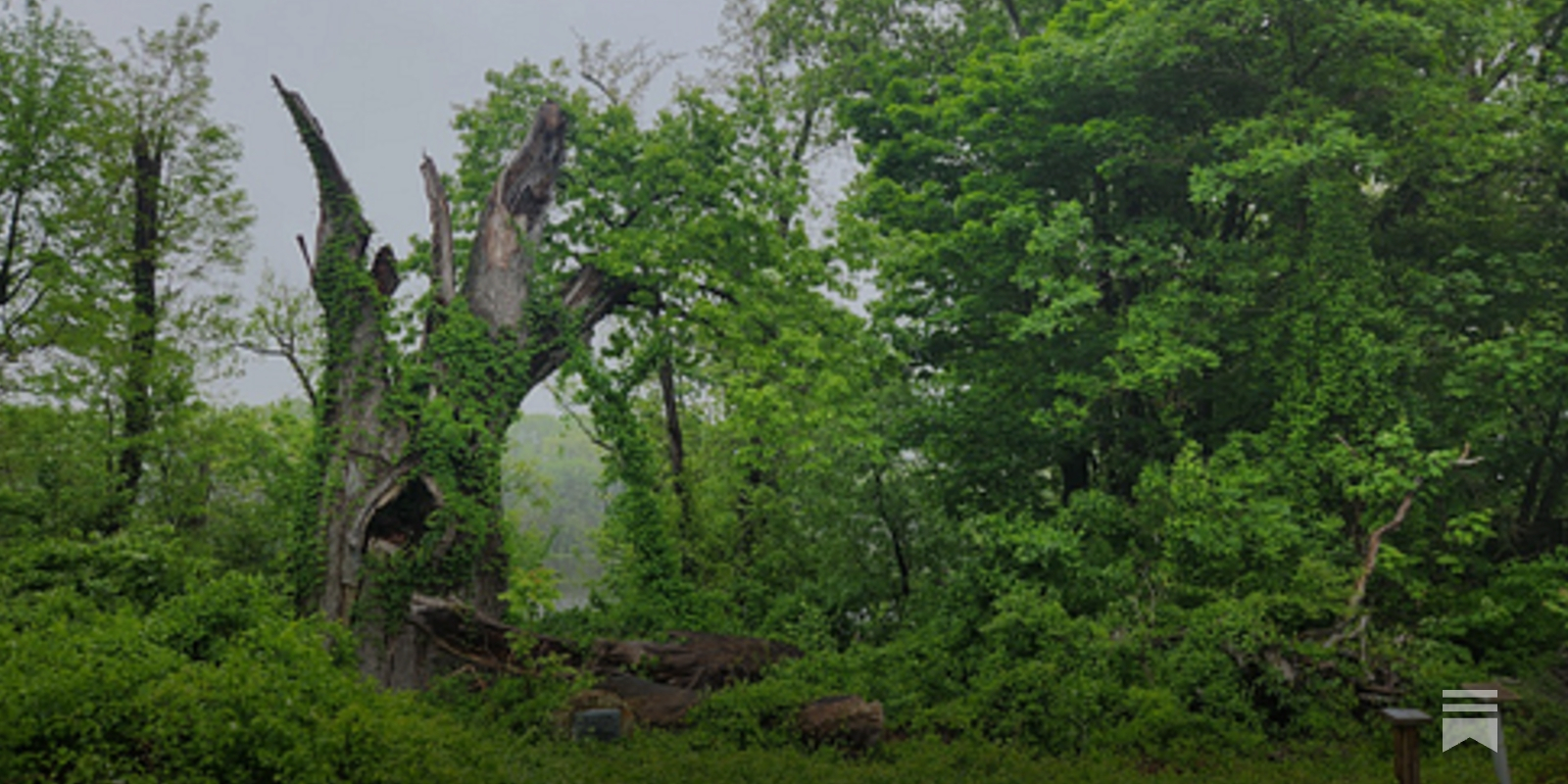 The Clement Oak and the First Air Voyage in America