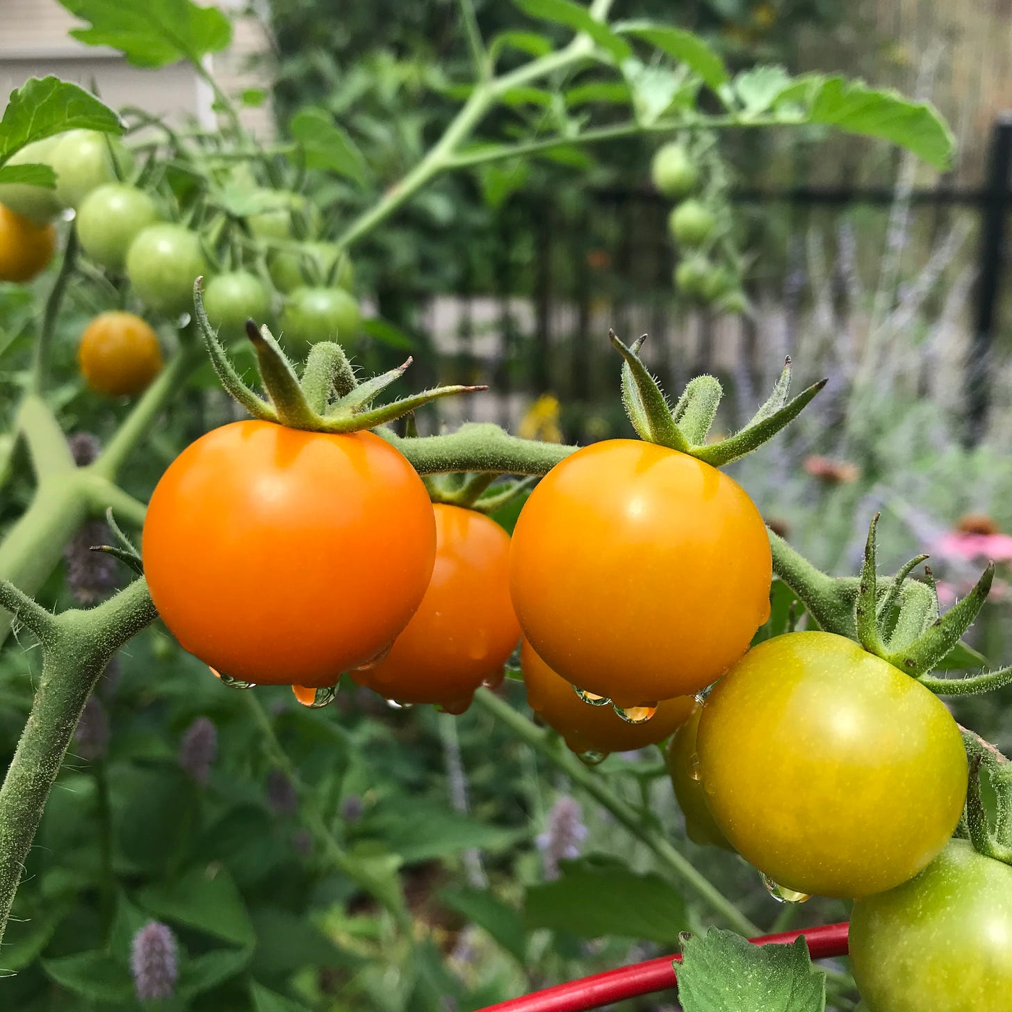cherry tomatoes on vine