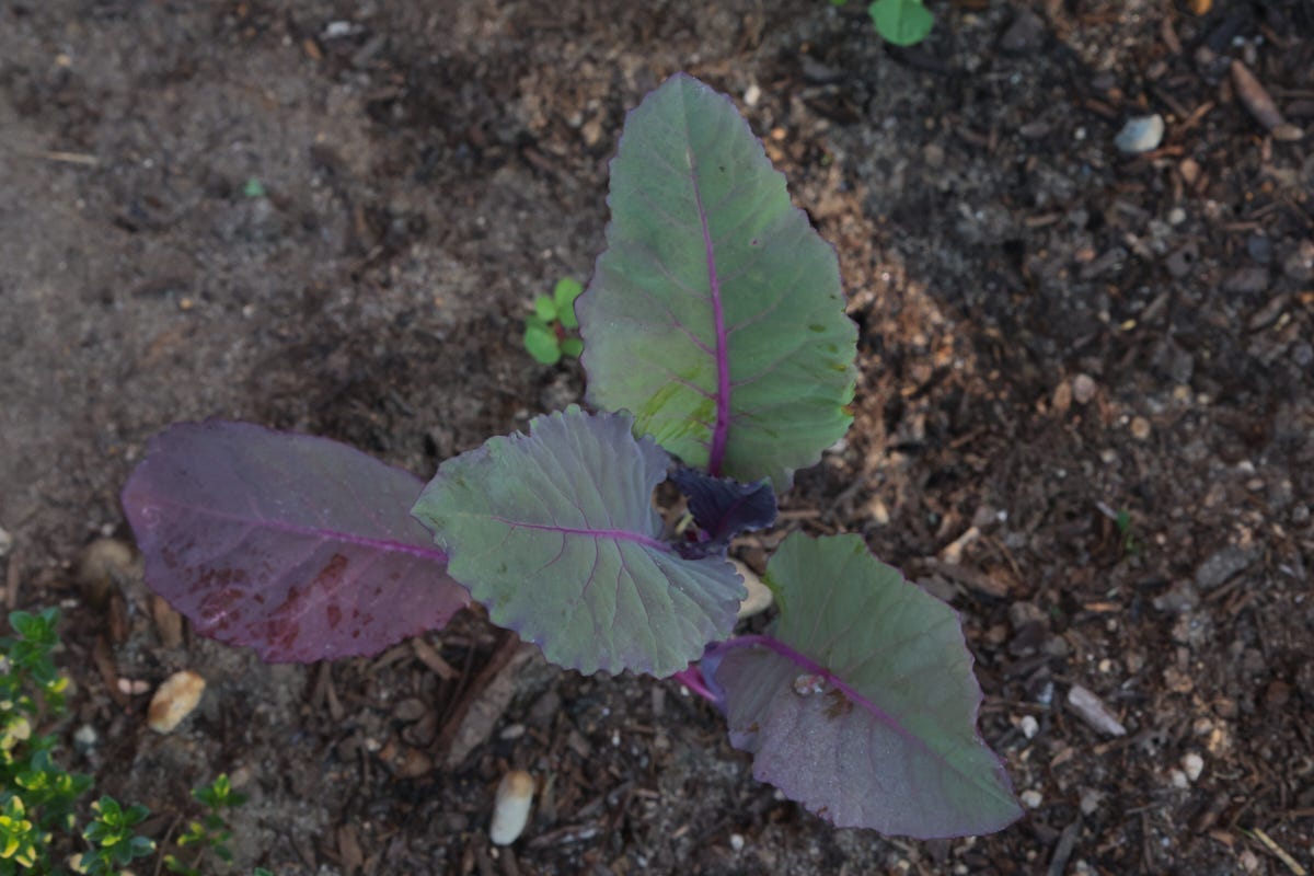 a purple of sicily cauliflower plant