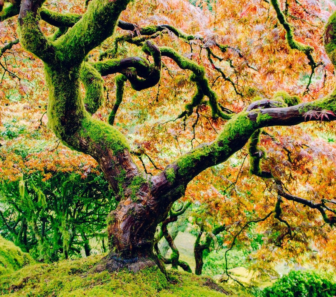 moss covered tree with pink leaves photo