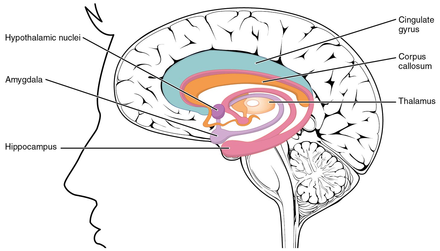 File:1511 The Limbic Lobe.jpg - Wikimedia Commons File:1511 The Limbic Lobe.jpg - Wikimedia Commons