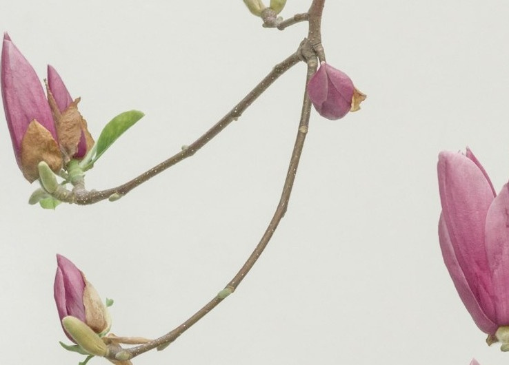 pink petaled flowers wallpaper