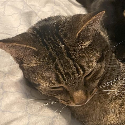 A gallery of 6 close cropped photos of Annie and Talula's faces from images from the post.