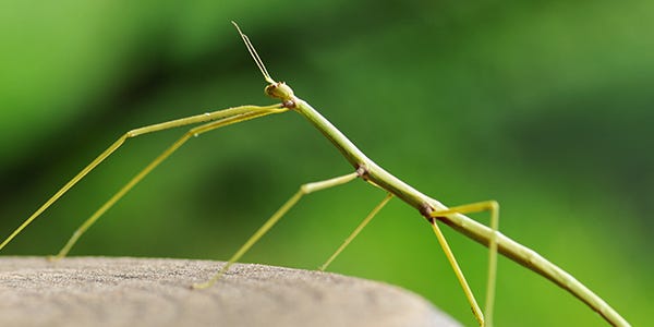Walking Sticks | National Wildlife Federation