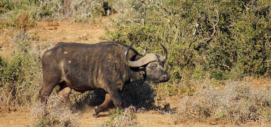 Cape buffalo