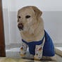 Biscuit's avatar