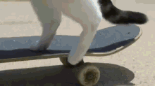 a black and white cat riding a skateboard a black and white cat riding a skateboard