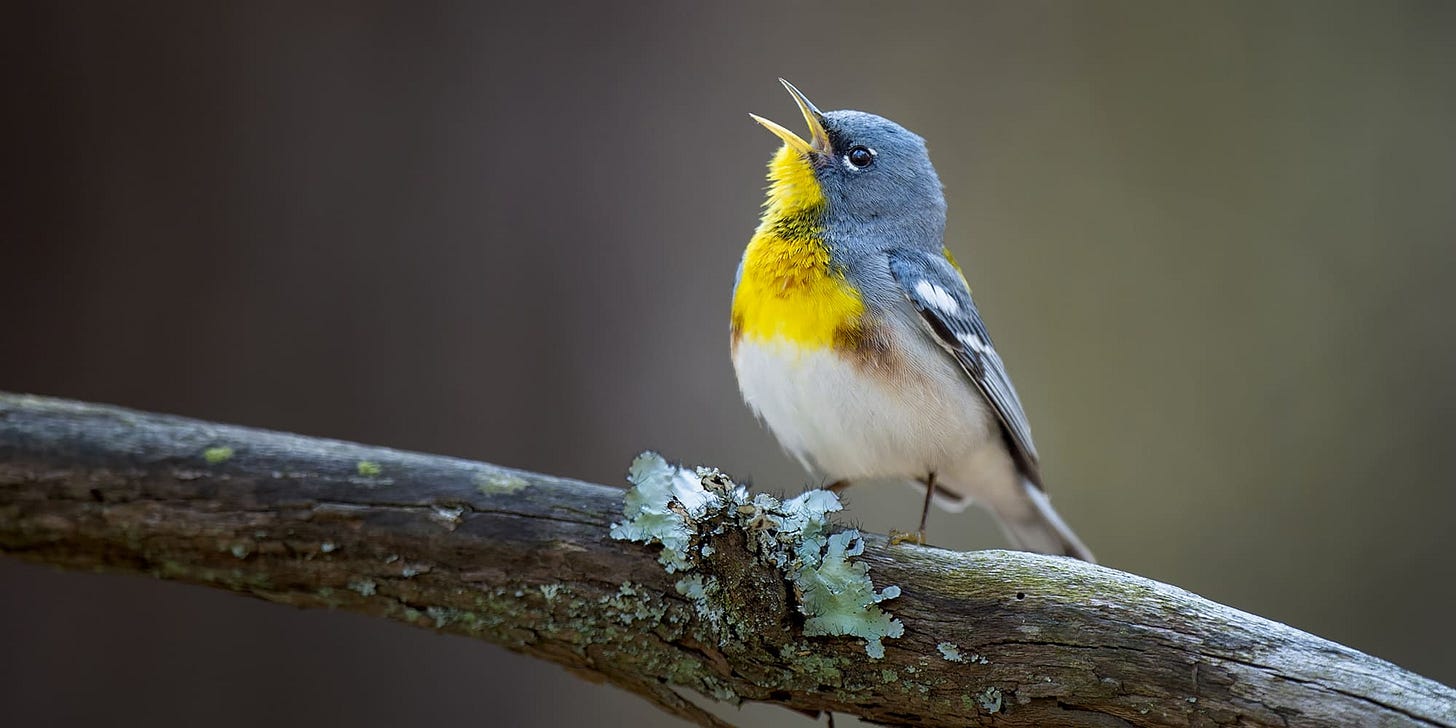 A little blue, yellow, and white bird absolutely letting it rip. A little blue, yellow, and white bird absolutely letting it rip.