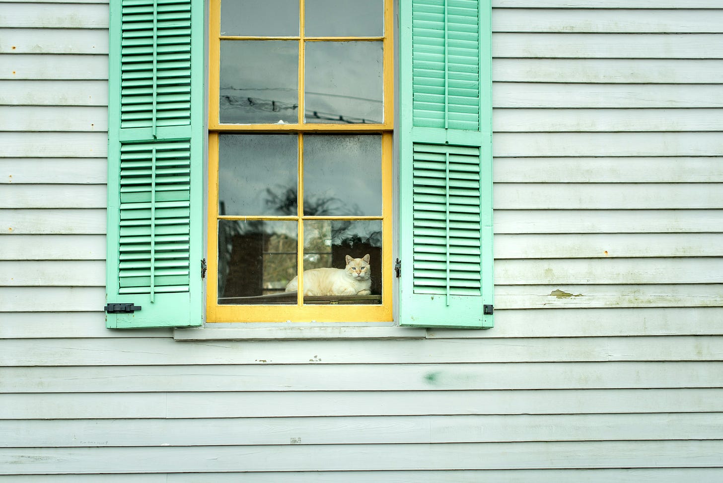Image of a cat, sitting in a window with shutters on either side