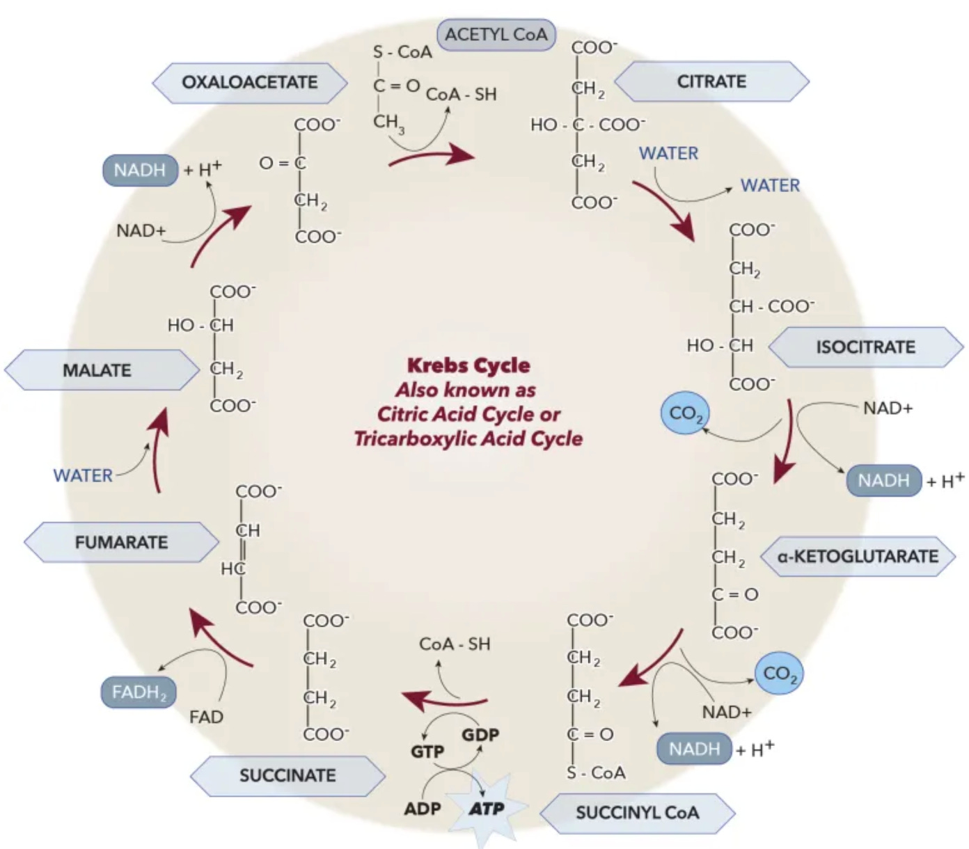 A diagram of a cycle

AI-generated content may be incorrect.
